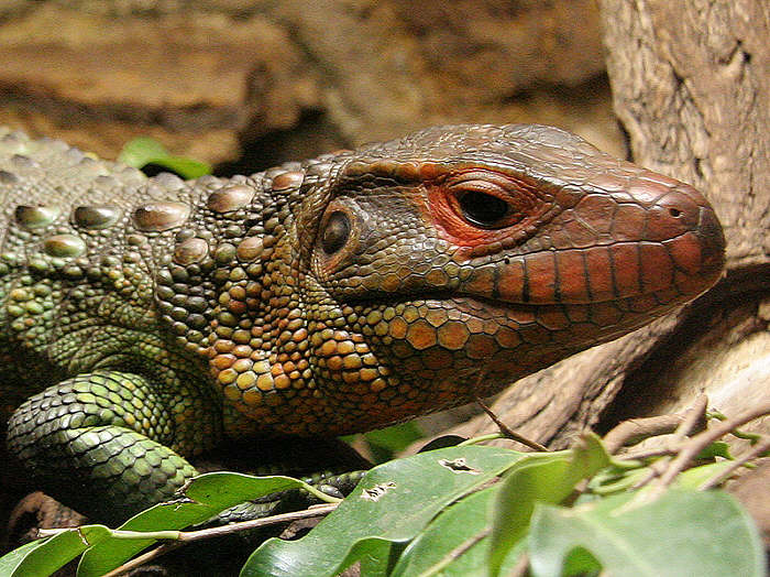 ZOO Praha, dracéna guayanská