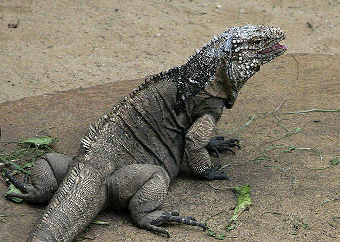 zoo, leguán