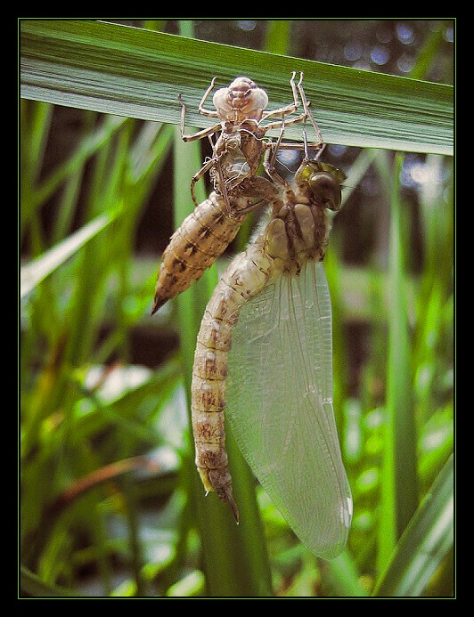 <b>Jak se rodí šídlo III...</b>