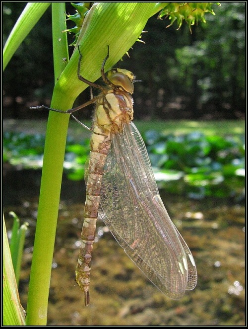 <b>Jak se rodí šídlo IV...definitivně opustilo exuvii.</b>