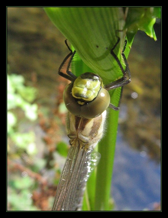 Jak se rodí šídlo V...teď už se vybarvuje