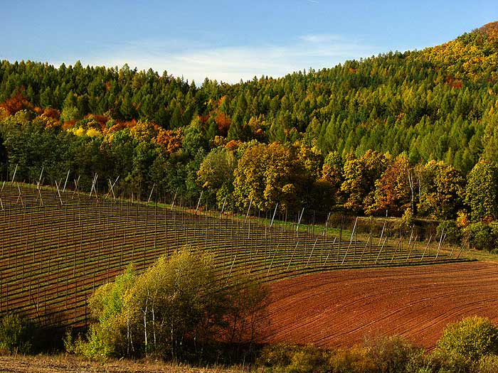Žatecko - kraj starců  (na chmelu)