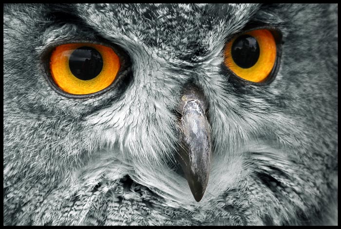 Haunting eyes