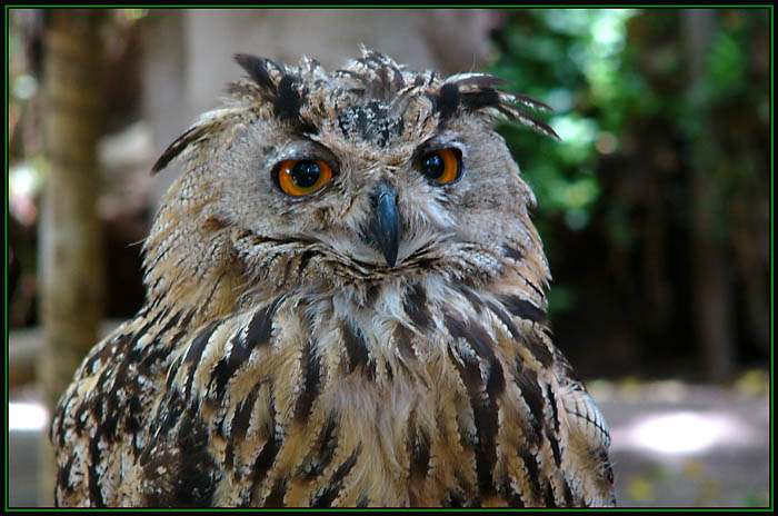 Bubo