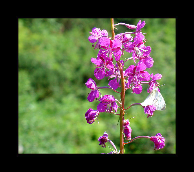 <font color=A5006E><b>*****Pink Flower*****</a></span><br>