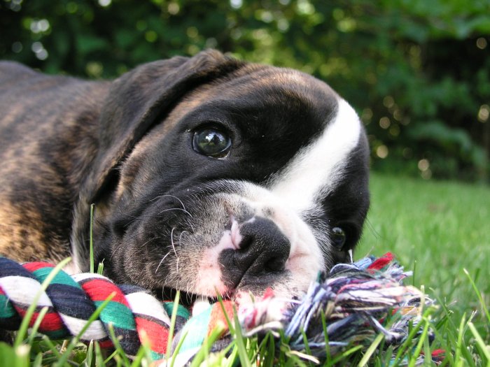 Pravý pes Baskervillský