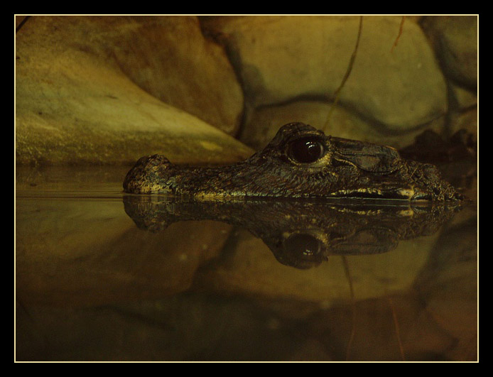 I\'m Watching You