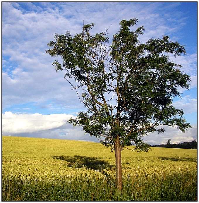 Okolí Hodkovic n.M.2