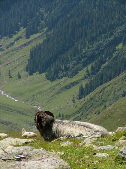 Pohoda na Fagarasi