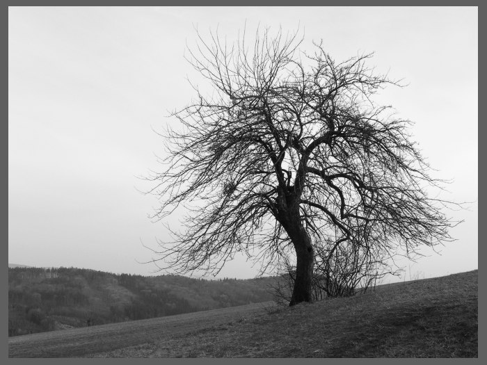 přerostlý frňákovník