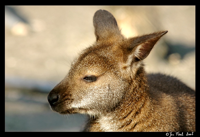 <font color=#000000><b>KlokáneK<br>