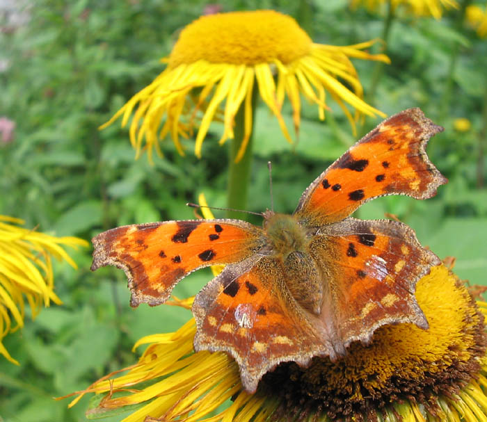 Polygonia c-album