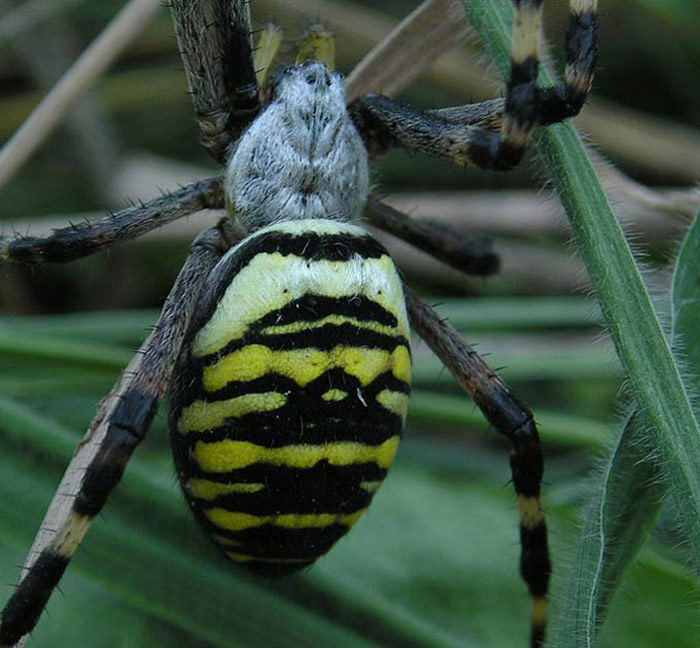 Agriope Bruenichii