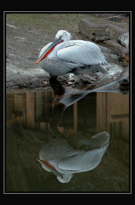 PELIKÁN