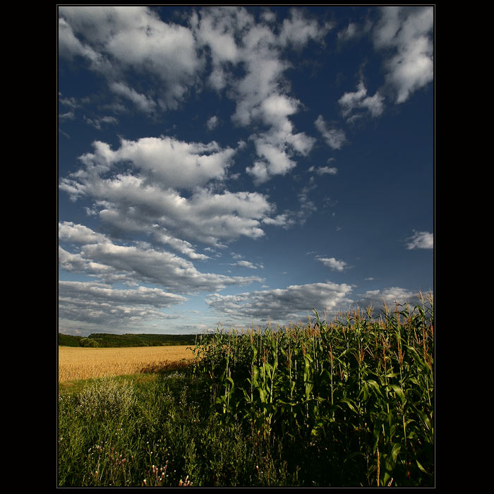 Kukuřice II