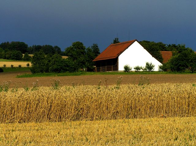 **Před sklizní v Českém ráji**