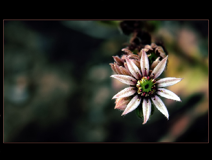 LIGHT