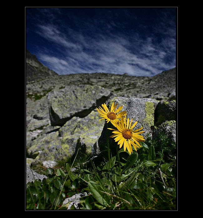 <B>Flóra Tatier</B><BR>