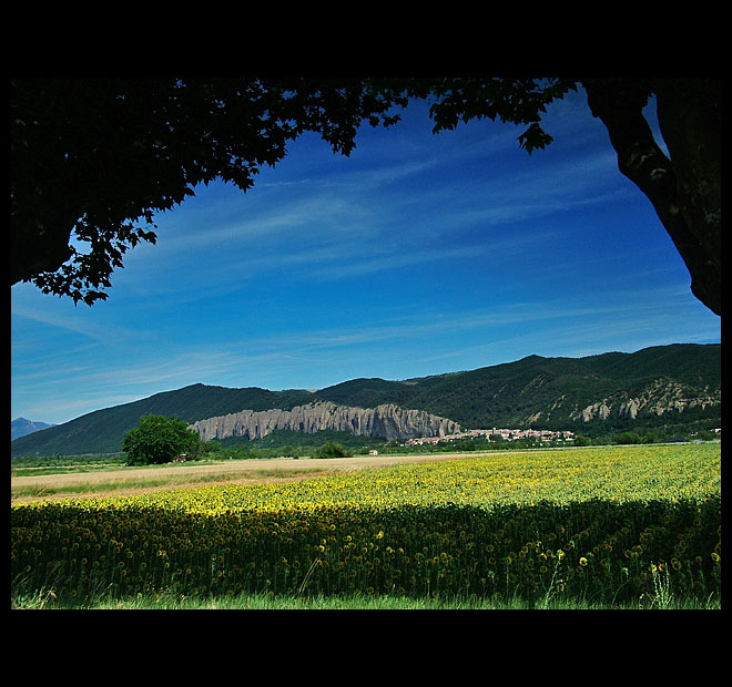 Slunečnicová Provence