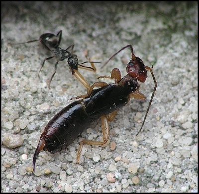 Ferdov kapitálny úlovok.