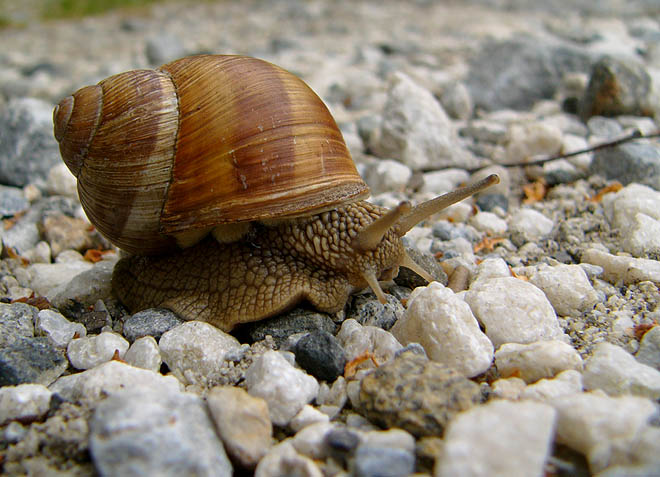šnečku, šnečku... III.