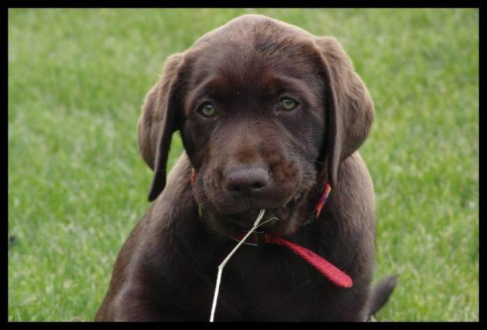 *Coby*