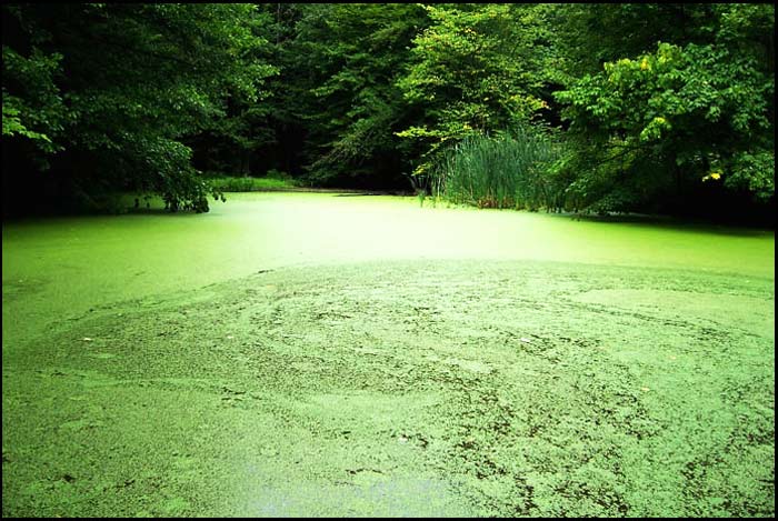 Rybník pod Ryšovou studánkou