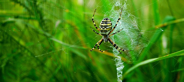 Skoro makro :)