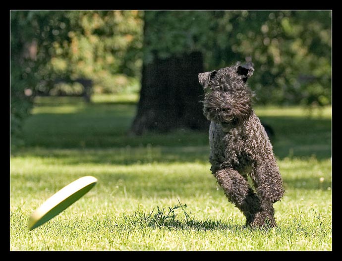 Enjoy Frisbee
