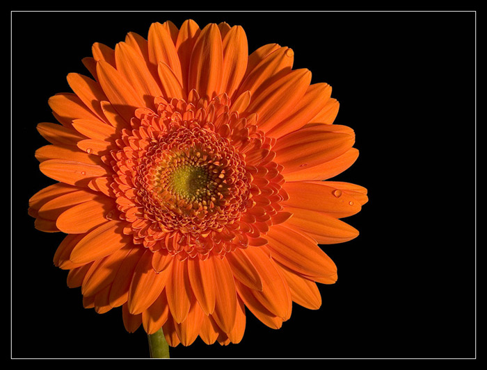 -=gerbera=-