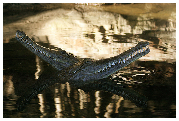 Crocodiles