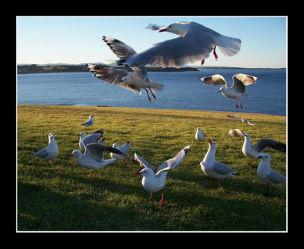 14 hladovych krku :o)