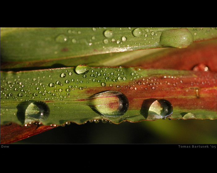 Dew