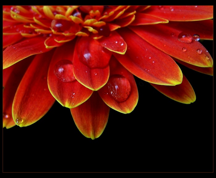 gerbera