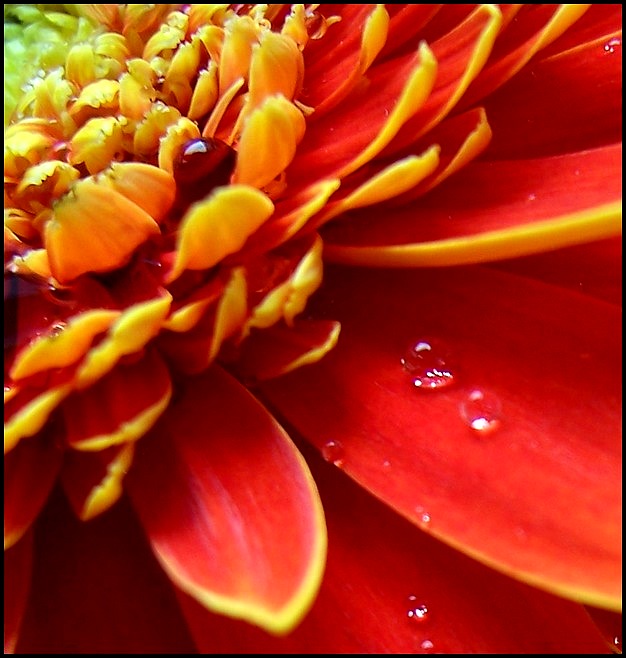 Plnokvětá gerbera