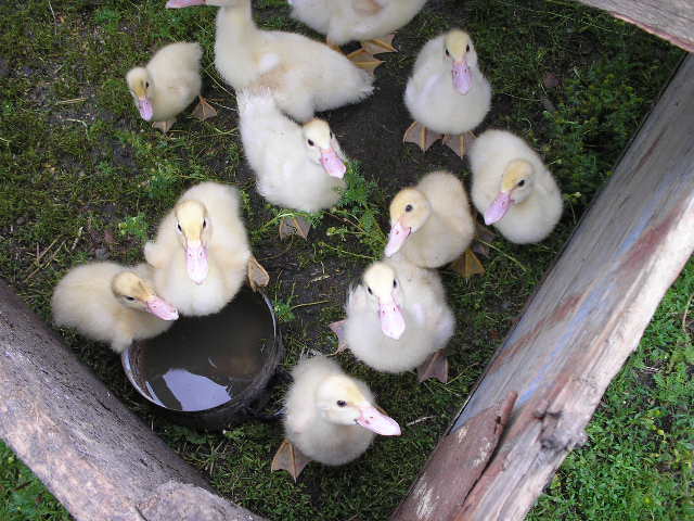 Na vesnici