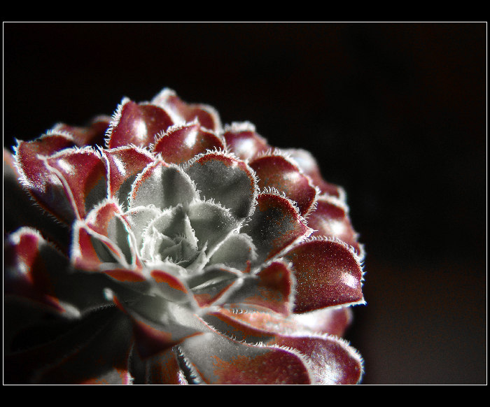 Crasula Portalacaria Afra
