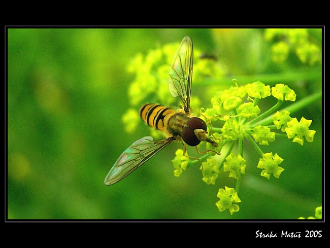 bzzz