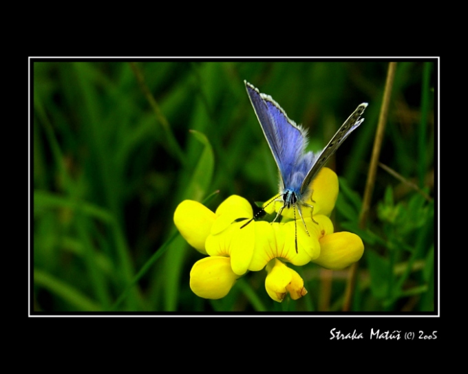 motýlek