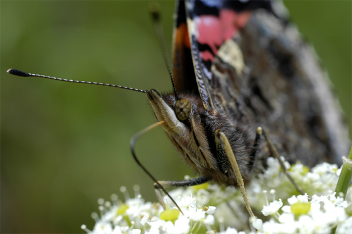 motyl