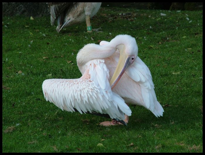 Breberky