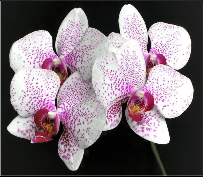 Phalaenopsis