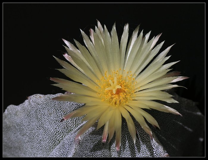 Astrophytum
