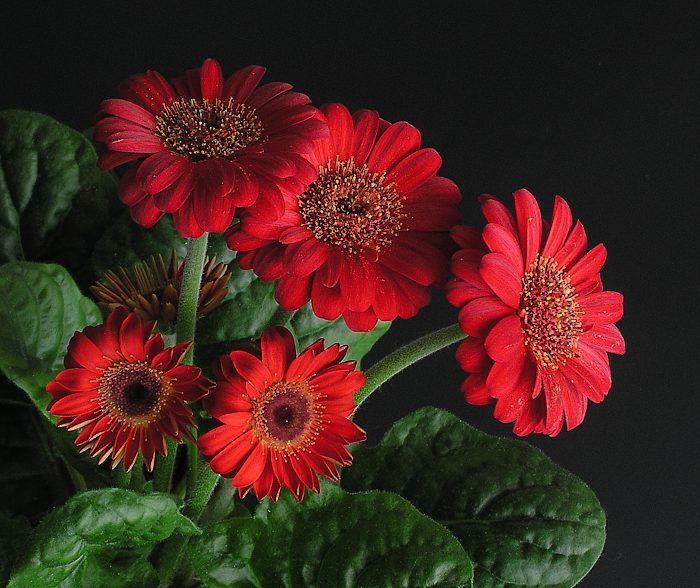 Gerbera