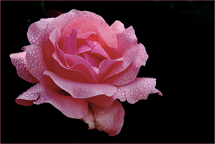 Rosa