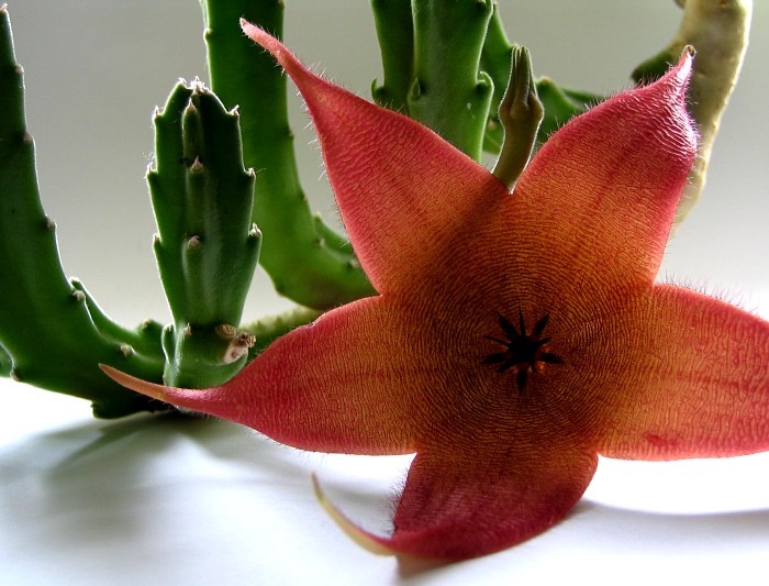 Moje flóra aneb CCCP