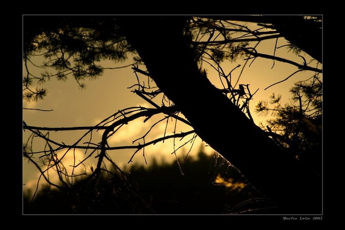 Sun behind the pinetree