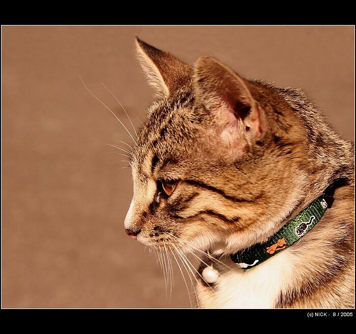 profil