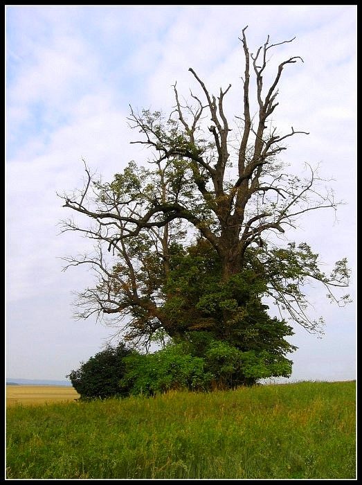 starý strom...