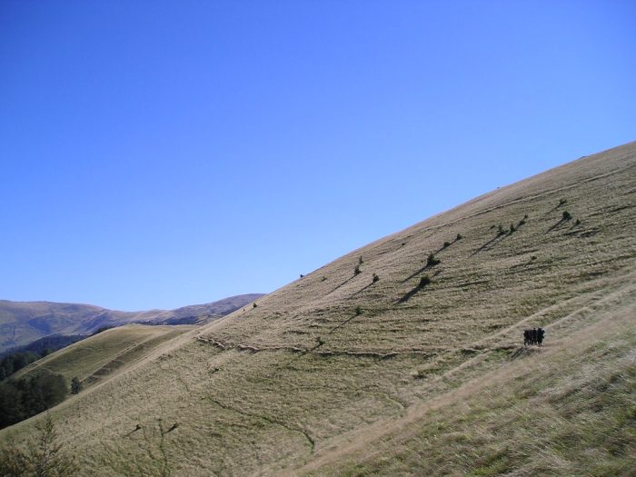 karavana